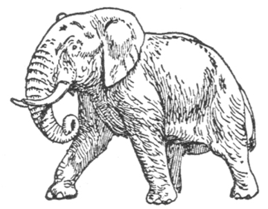 Elephant - African