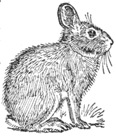 Rabbit - Cottontail